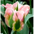 Тюльпаны зеленоцветковые (9)